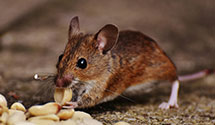 24 Hour & Emergency Exterminators in Stillman Vly, IL